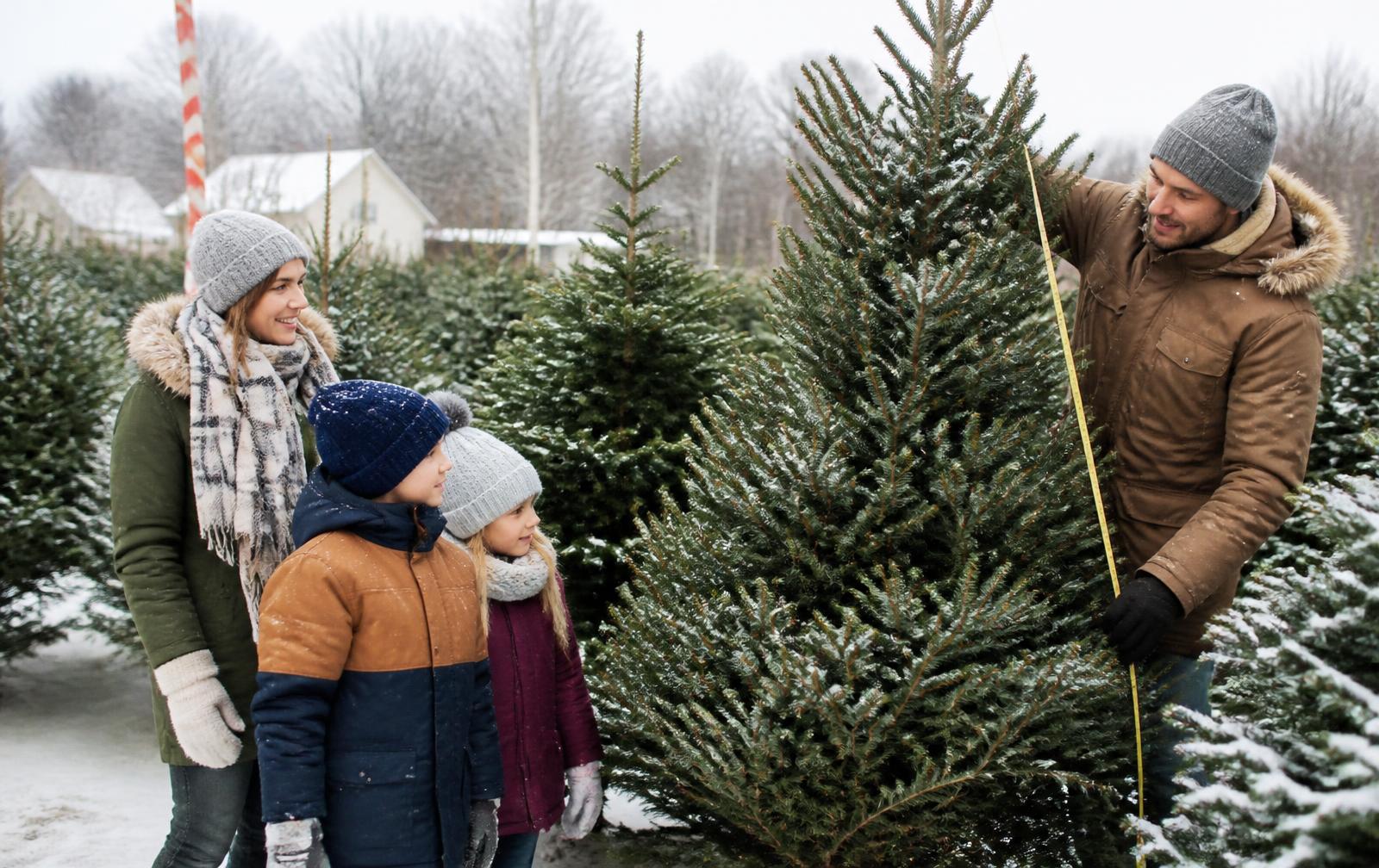 Gezin kiest een kerstboom op een besneeuwd kerstboomterrein en meet de hoogte